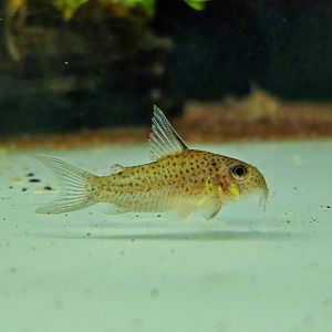 Río Caura Cory (Hoplisoma boehlkei)
