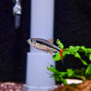 Red-tailed Penguin Tetra (Thayeria sp. Redtail Teles Pires)