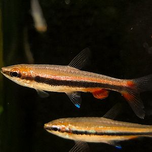 Red Beckford's Pencilfish (Nannostomus beckfordi var. Red)