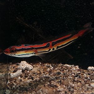 Toman Emas (Channa micropeltes var.)