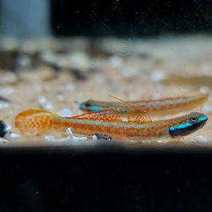 Annie's Goby (Stiphodon annieae)