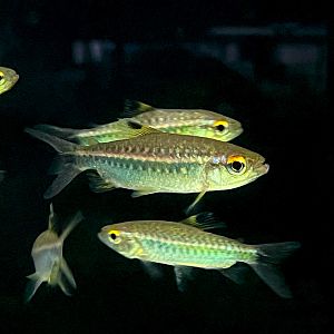 African Red-eyed Tetra (Arnoldichthys spilopterus)
