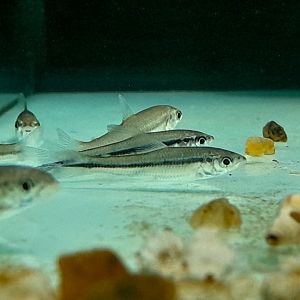La Plata Algae-eating Tetra (Apareiodon affinis)