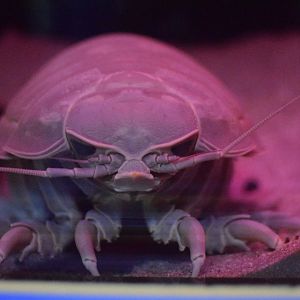 Giant isopod