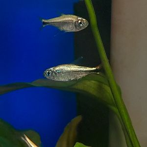 Colombian Gold Tetra (Hyphessobrycon saizi)