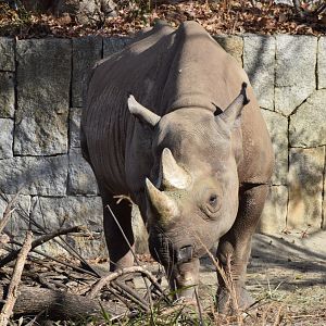 Black rhinoceros