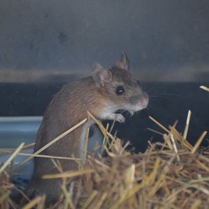 Tsushima field mouse