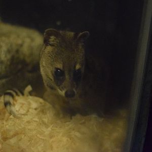 Small Sri Lankan civet