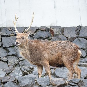Formosan sika deer - Hirakawa Zoo