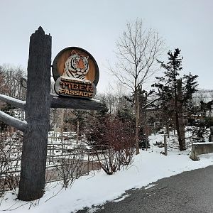 Perfect Weather for the Tigers!