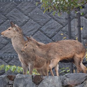 Megashima sika deer - Hirakawa Zoo