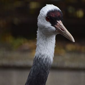 Hooded crane - Hirakawa Zoo