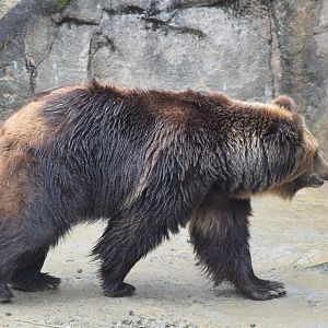 Hokkaido brown bear - Hirakawa Zoo