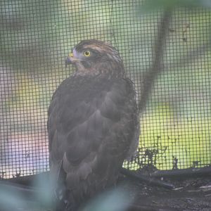 Grey-faced buzzard - Hirakawa Zoo