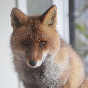 Japanese red fox - Hirakawa Zoo