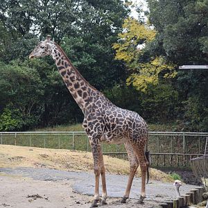 Massai giraffe - Hirakawa Zoo