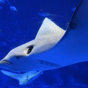 Eagle ray