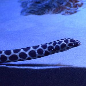 Tiger snake eel