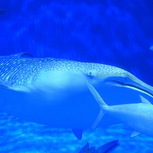 Whale shark