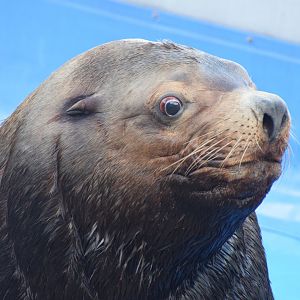 Steller's sea lion - Oita Marine Aquarium