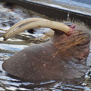 Pacific walrus - Oita Marine Aquarium