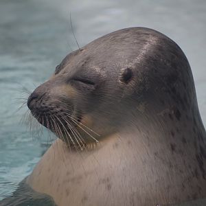 Okhotsk ringed seal