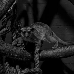 Kinkajou