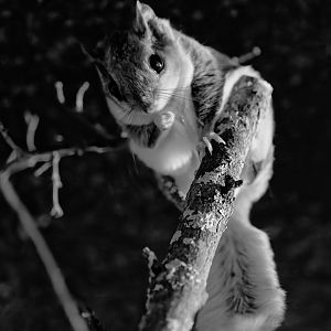 Northern flying squirrel