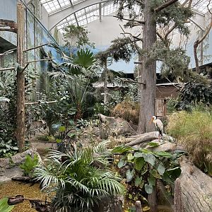 The Swamp- Yellow-billed Stork