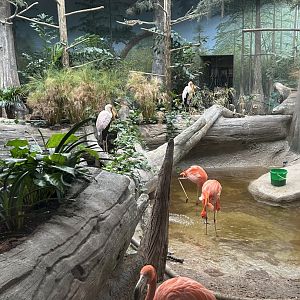 The Swamp- Flamingos & Yellow-billed Stork