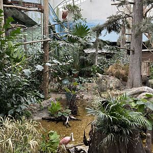 The Swamp- Roseate Spoonbills