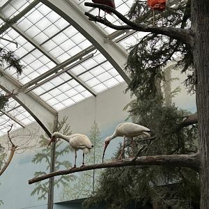 The Swamp- White Ibis, Scarlet Ibis, and Roseate Spoonbill