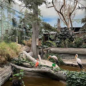 The Swamp- Yellow-billed Stork & Scarlet Ibis