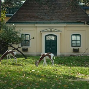 Dama Gazelle (Nanger dama)