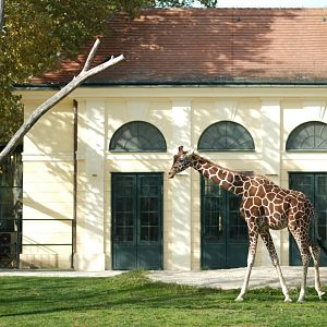 Reticulated Giraffe (Giraffa reticulata)