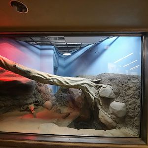 African Rock Python Exhibit