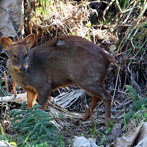 southern pudu (Pudu puda)