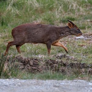 southern pudu (Pudu puda)