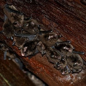 Chilean myotis (Myotis chiloensis)