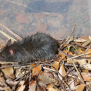 Hairy Soft-haired Mouse (Abrothrix hirta)