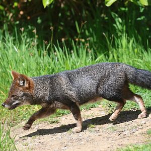 Darwin's Fox (Lycalopex fulvipes)