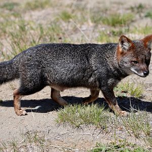 Darwin's Fox (Lycalopex fulvipes)