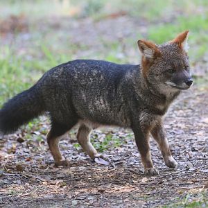 Darwin's Fox (Lycalopex fulvipes)