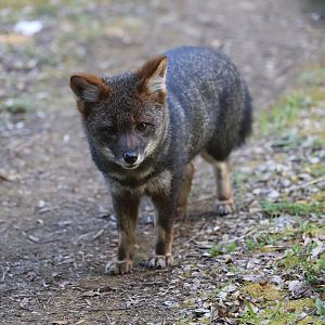 Darwin's Fox (Lycalopex fulvipes)