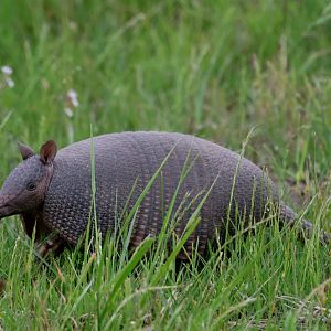 seven-banded armadillo or Brazilian lesser long-nosed armadillo (Dasypus septemcinctus)
