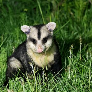 white-eared opossum (Didelphis albiventris)