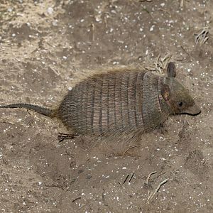 screaming hairy armadillo (Chaetophractus vellerosus)