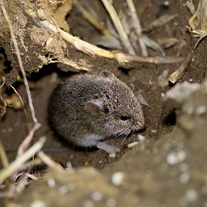 small vesper mouse (Calomys laucha)