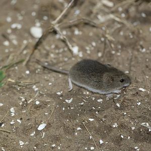 small vesper mouse (Calomys laucha)