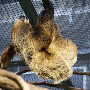 Linnaeus's Two-toed Sloth